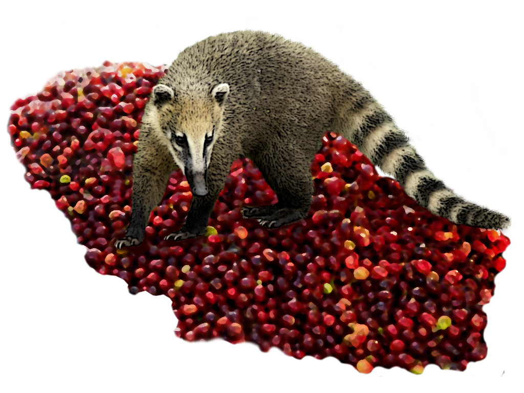 Coati and coffee 