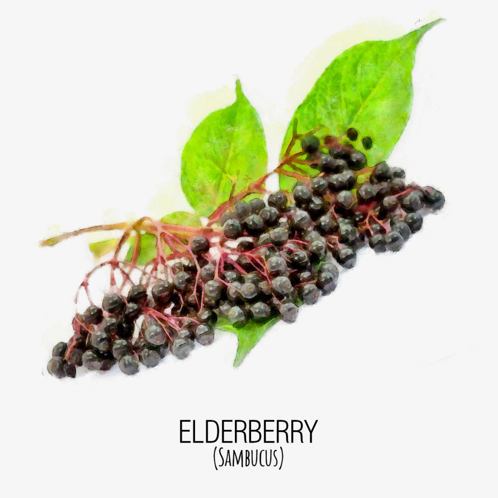 sauco_elderberry_DAP_Watercolor_Gris.jpg