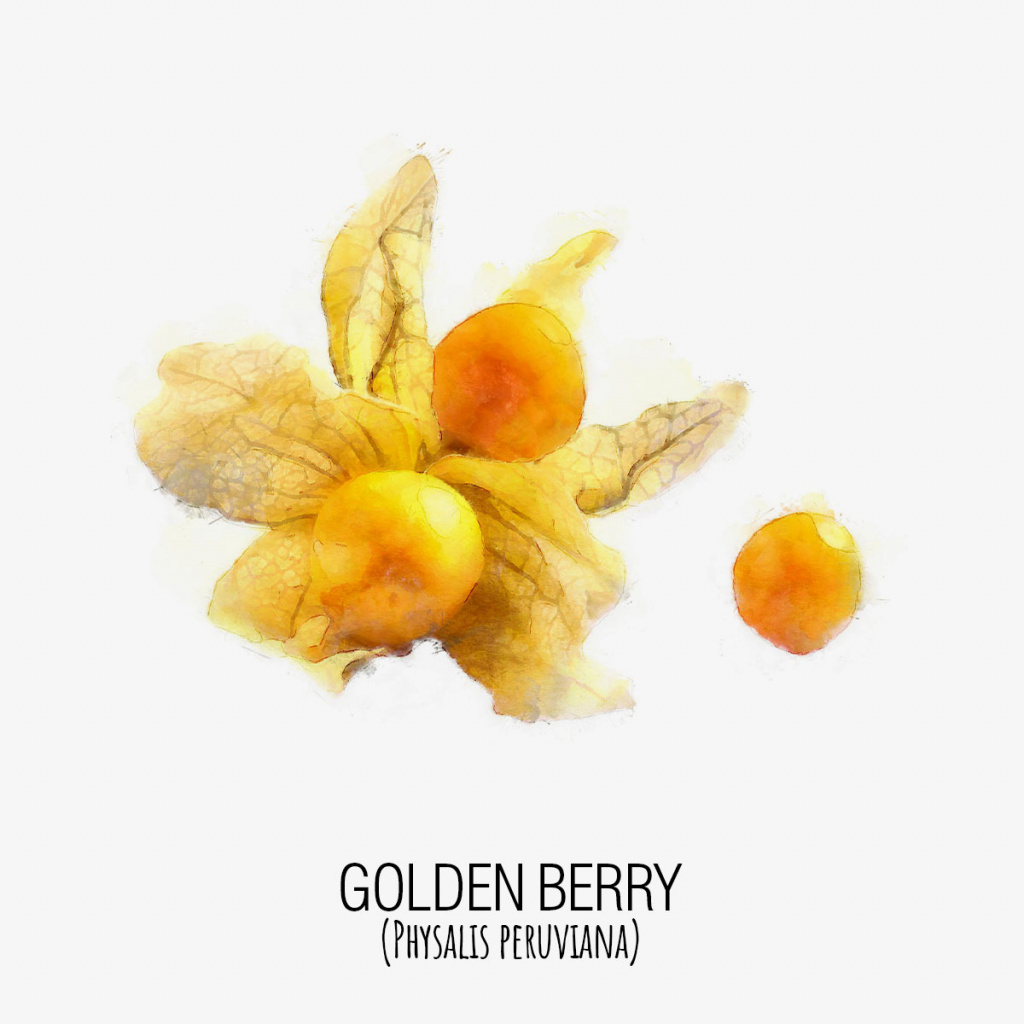 Golden_Berry_Gris.jpg Golden_Berry_Gris.jpg