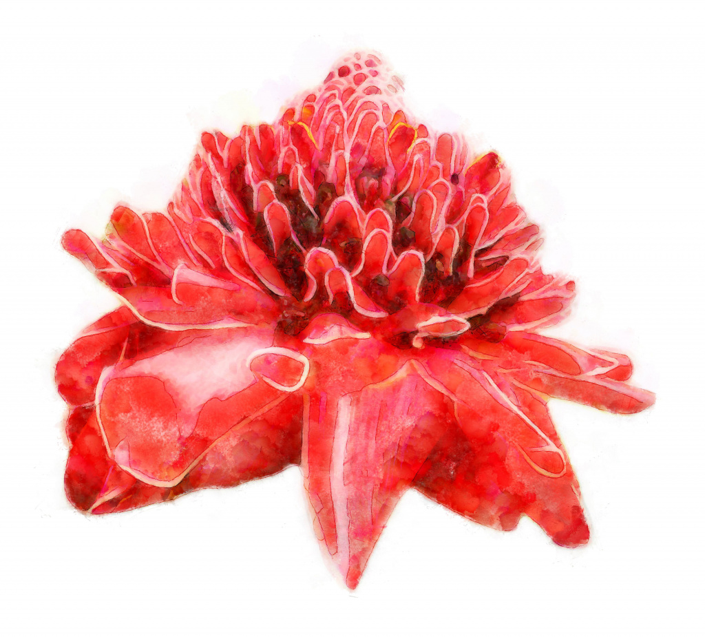 flower_2_DAP_Watercolor.jpg flower_2_DAP_Watercolor.jpg