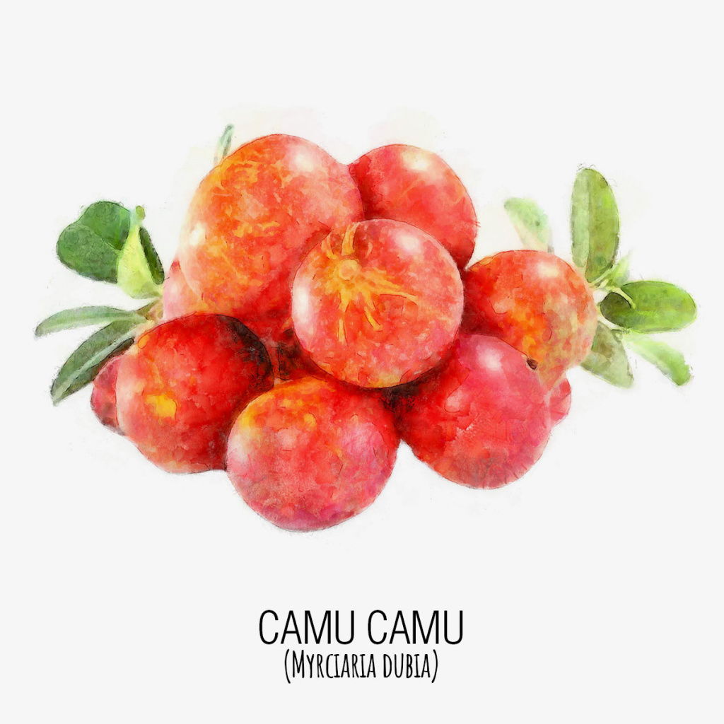 Camu_Camu_Watercolor_Gris.jpg