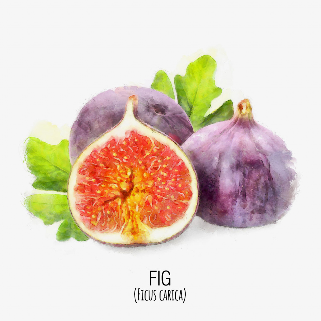 higo_fig_DAP_Watercolor_Gris.jpg higo_fig_DAP_Watercolor_Gris.jpg