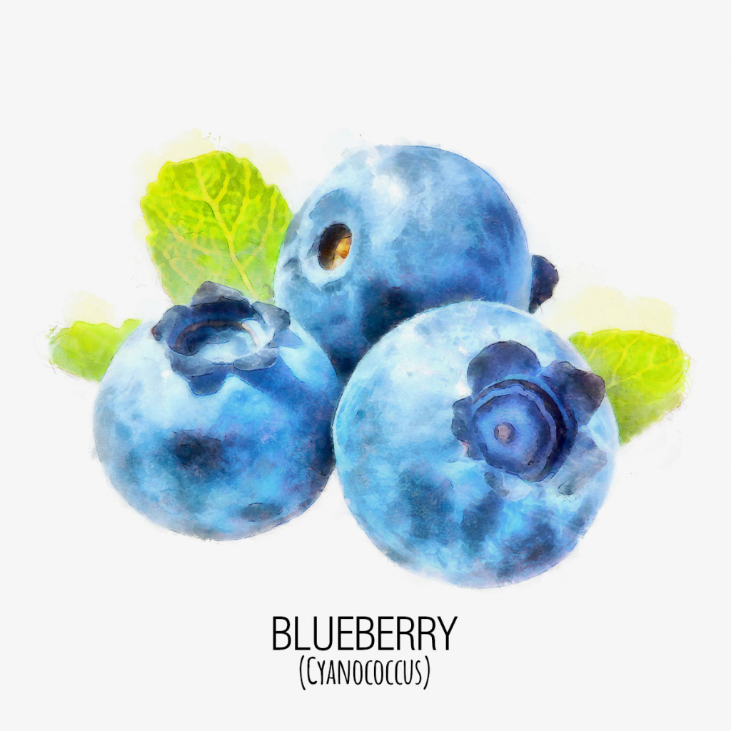 arandano_blueberry_DAP_Watercolor_Gris.jpg