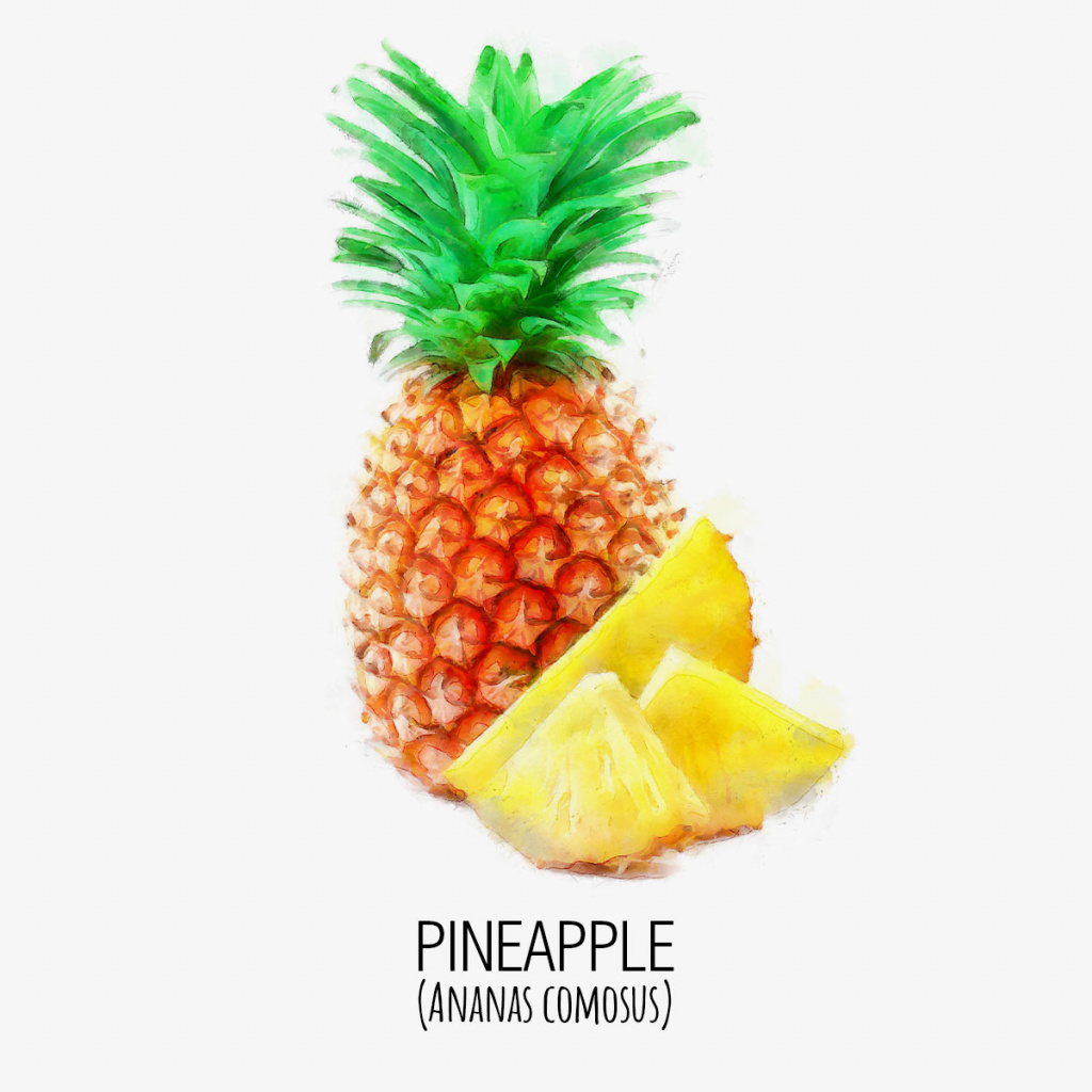 Piña_pineapple_DAP_Watercolor_Gris.jpg Piña_pineapple_DAP_Watercolor_Gris.jpg