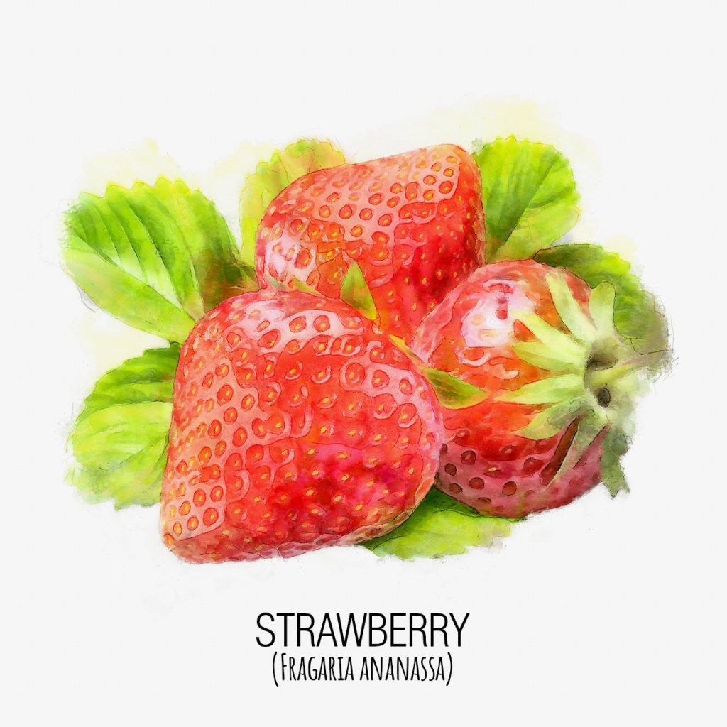 fresa_strawberry_DAP_Watercolor_Gris.jpg