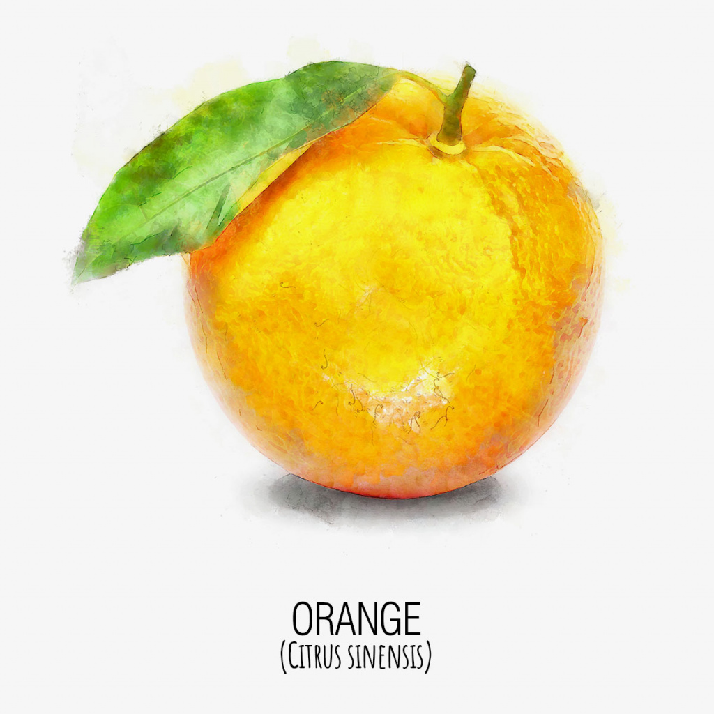 naranja_orange_DAP_Watercolor_Gris.jpg